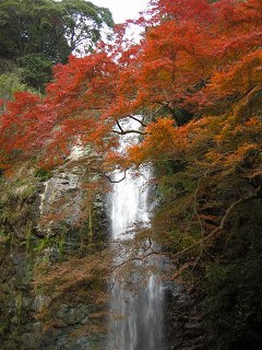 もみじ_a0003166_0231249.jpg