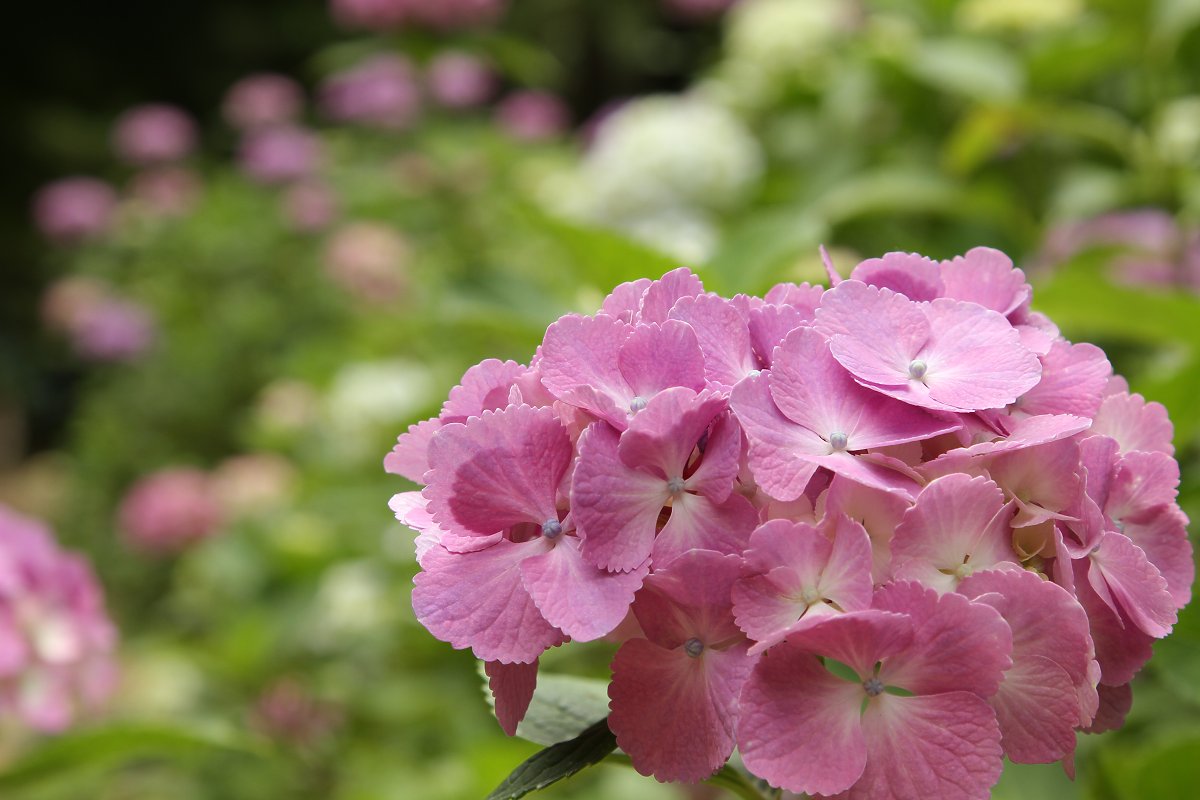 あじさい　（神戸市立森林植物園）_a0003166_0242189.jpg