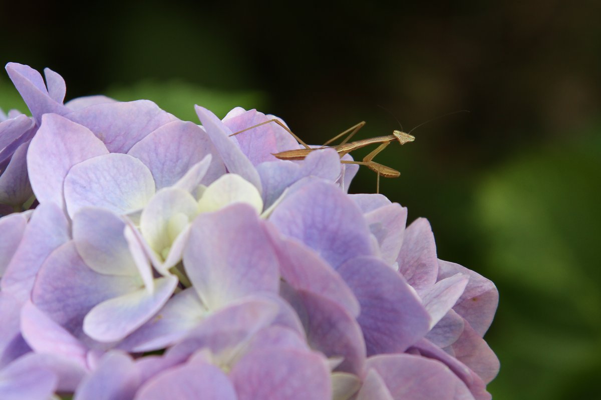 あじさい　（神戸市立森林植物園）_a0003166_0242247.jpg