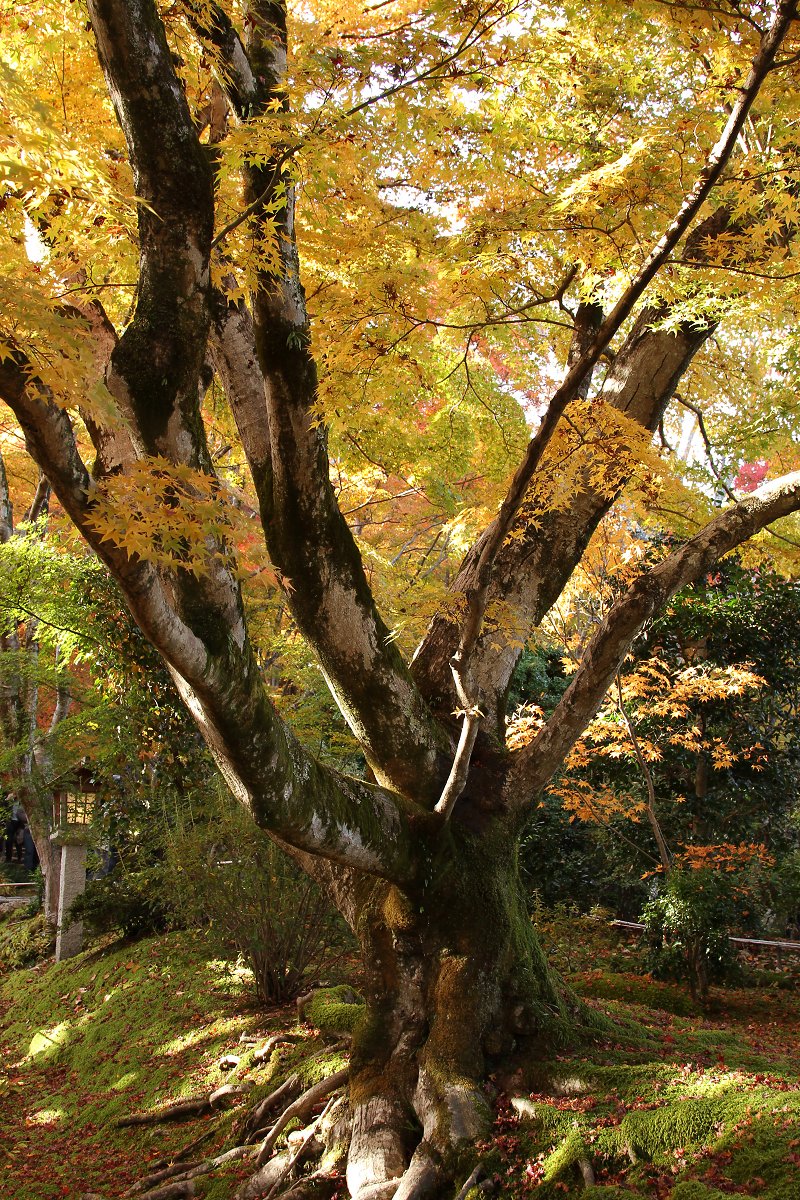 もみじ （常寂光寺）_a0003166_0274447.jpg