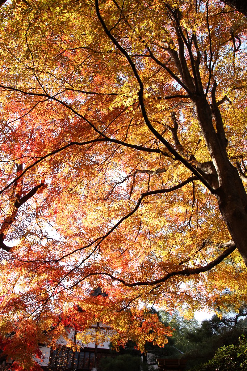 もみじ （常寂光寺）_a0003166_0275067.jpg