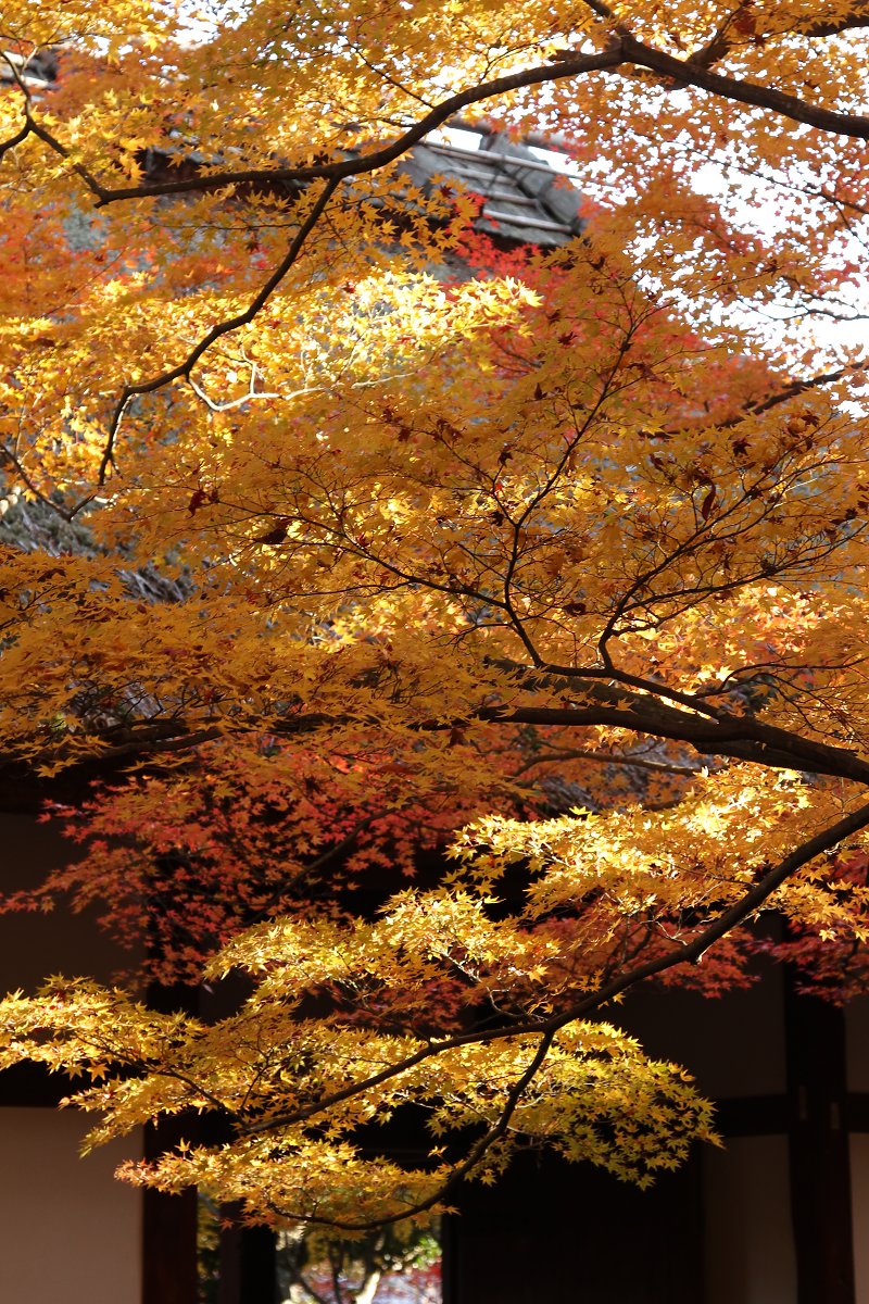 もみじ （常寂光寺）_a0003166_0275742.jpg