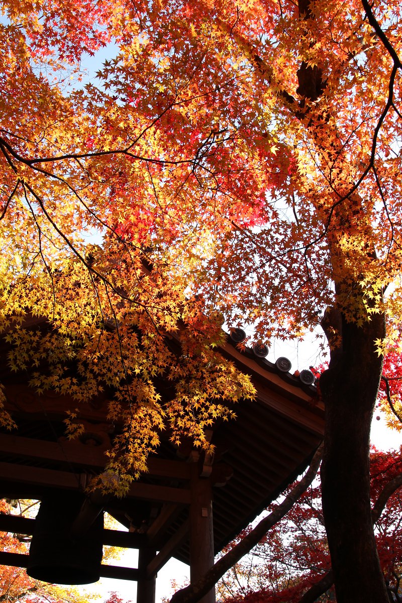 もみじ （常寂光寺）_a0003166_028233.jpg