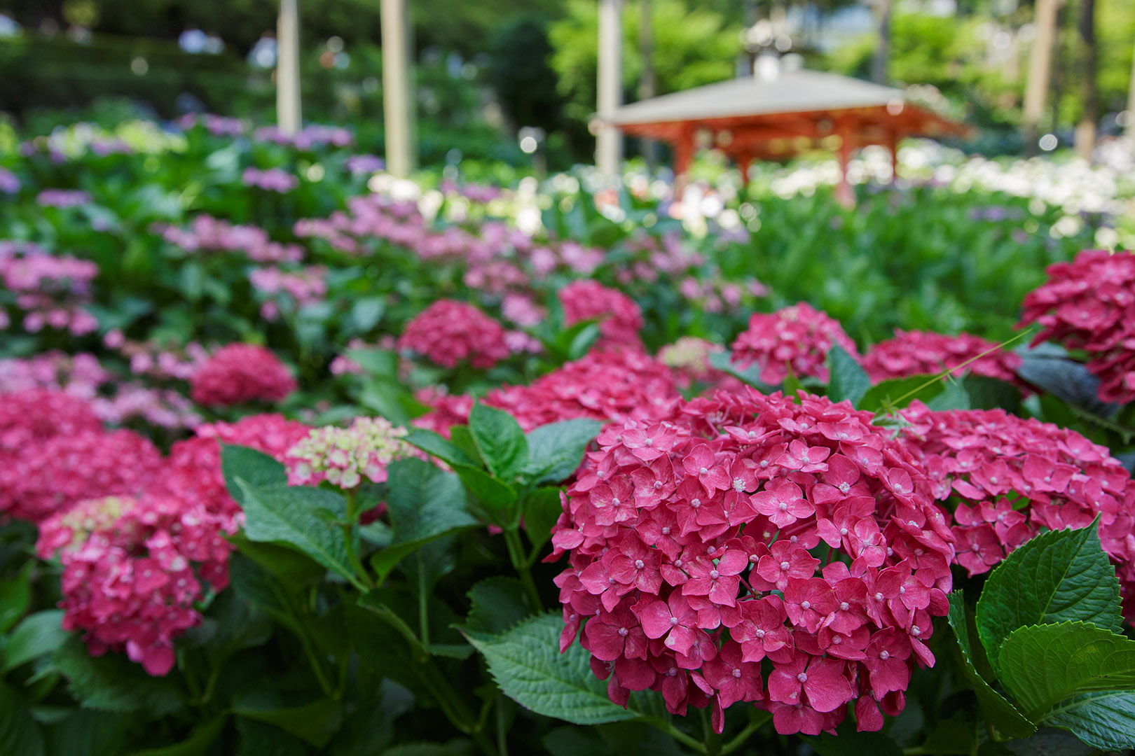 あじさい （三室戸寺）_a0003166_02970.jpg
