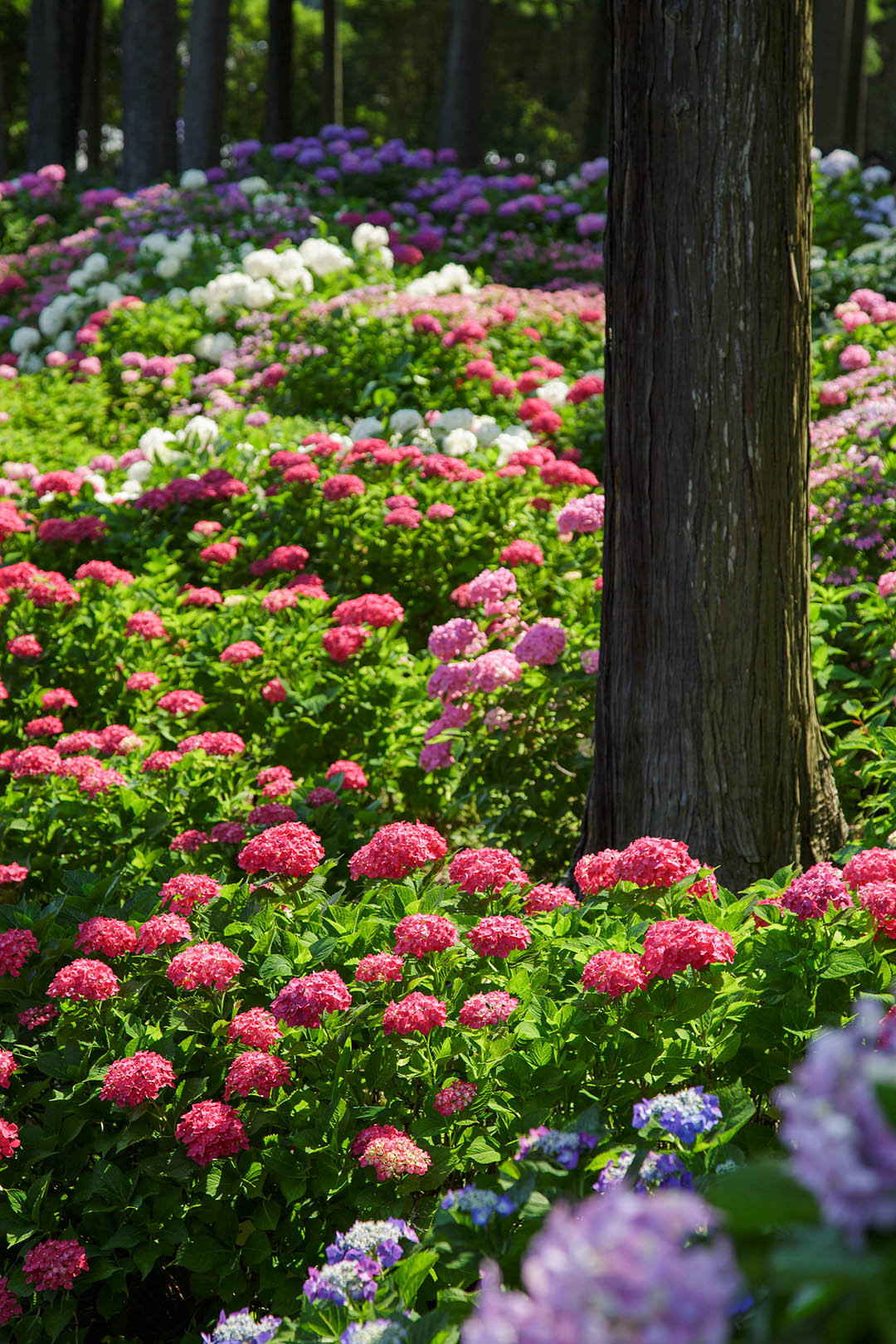 あじさい （三室戸寺）_a0003166_02972.jpg