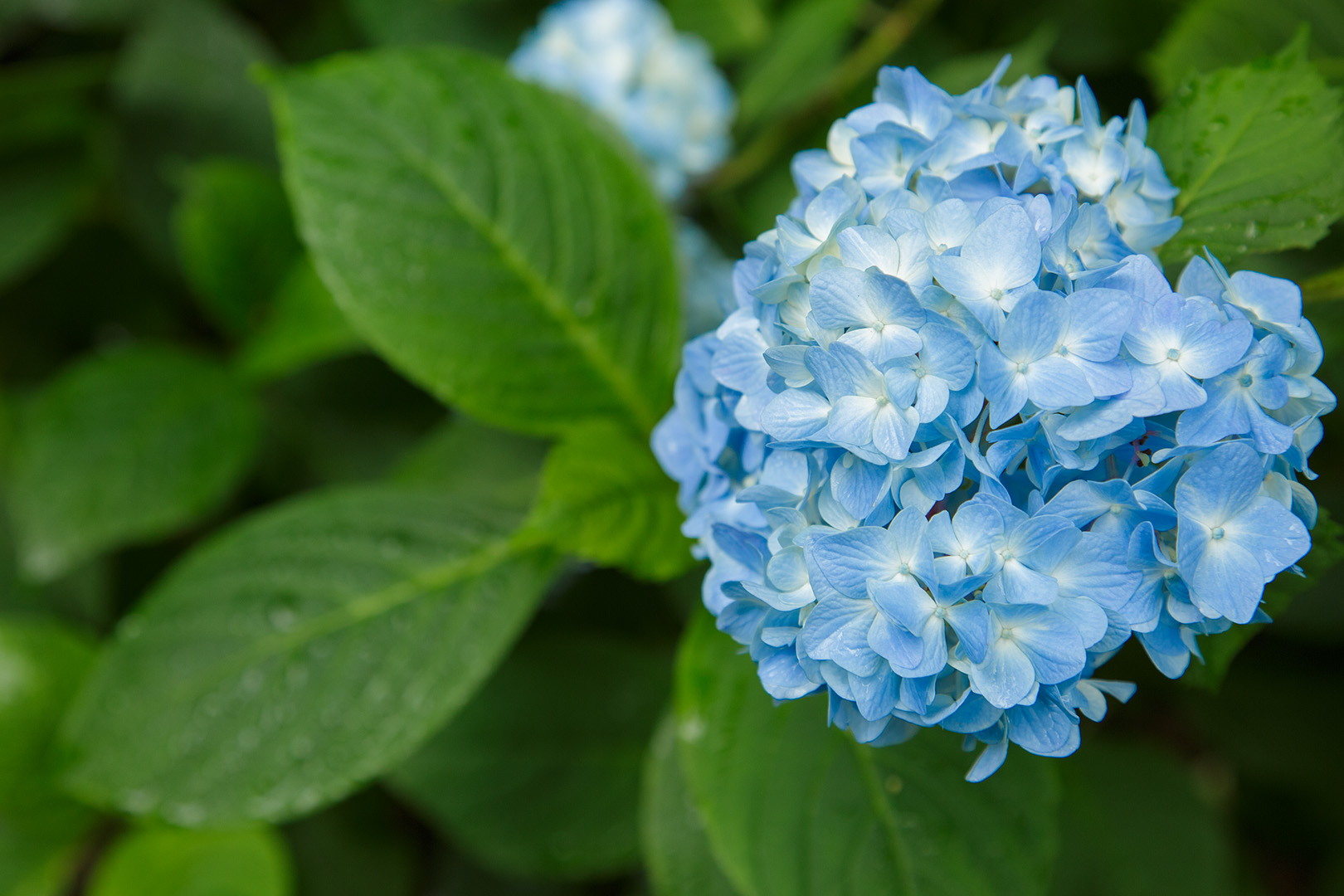 あじさい　（神戸市立森林植物園）_a0003166_0311042.jpg