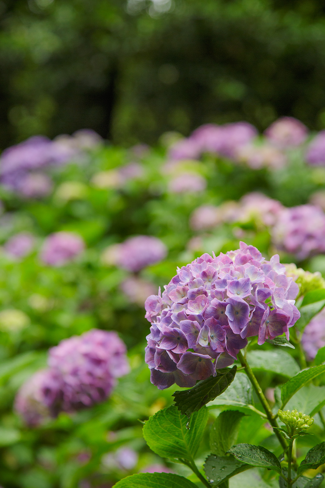 あじさい　（神戸市立森林植物園）_a0003166_0311087.jpg