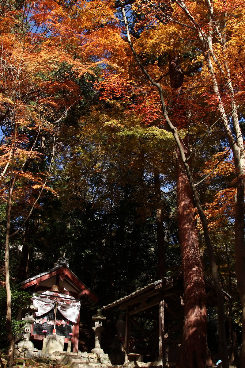 もみじ （毘沙門堂）_a0003166_031280.jpg