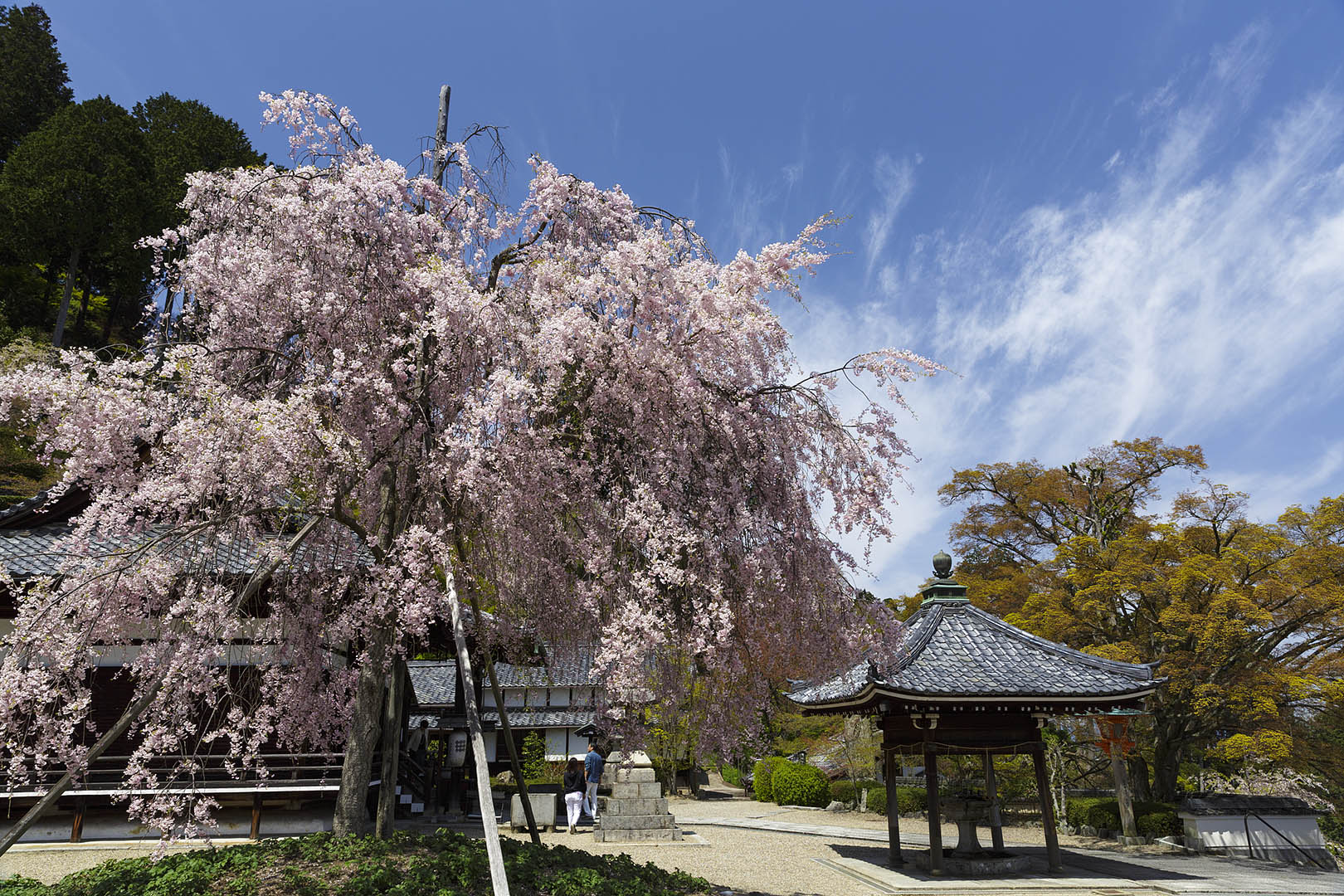 桜　（善峯寺）_a0003166_0315242.jpg