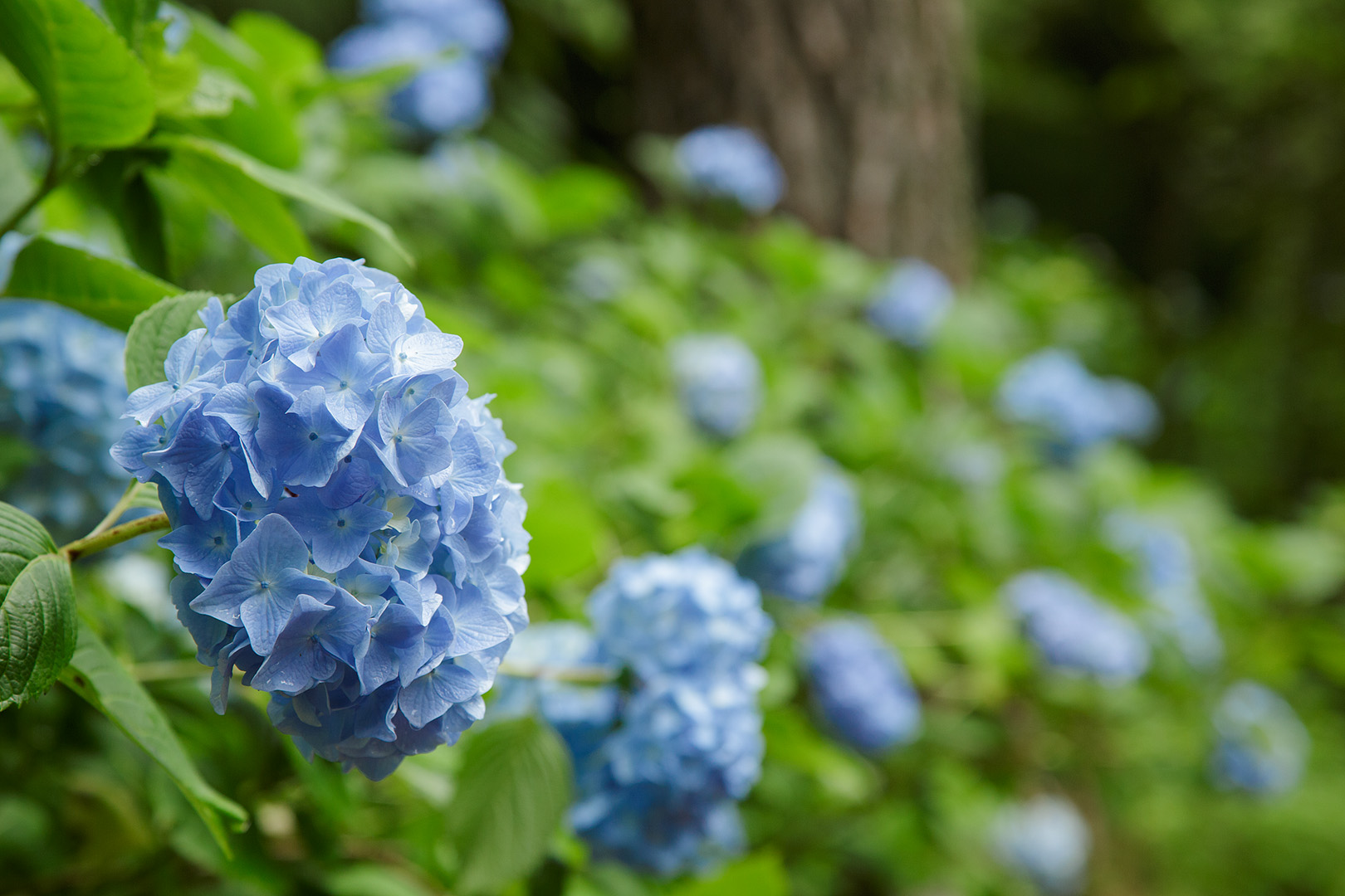 あじさい　（神戸市立森林植物園）_a0003166_031978.jpg