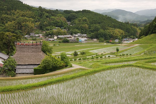 田_a0003166_0325029.jpg