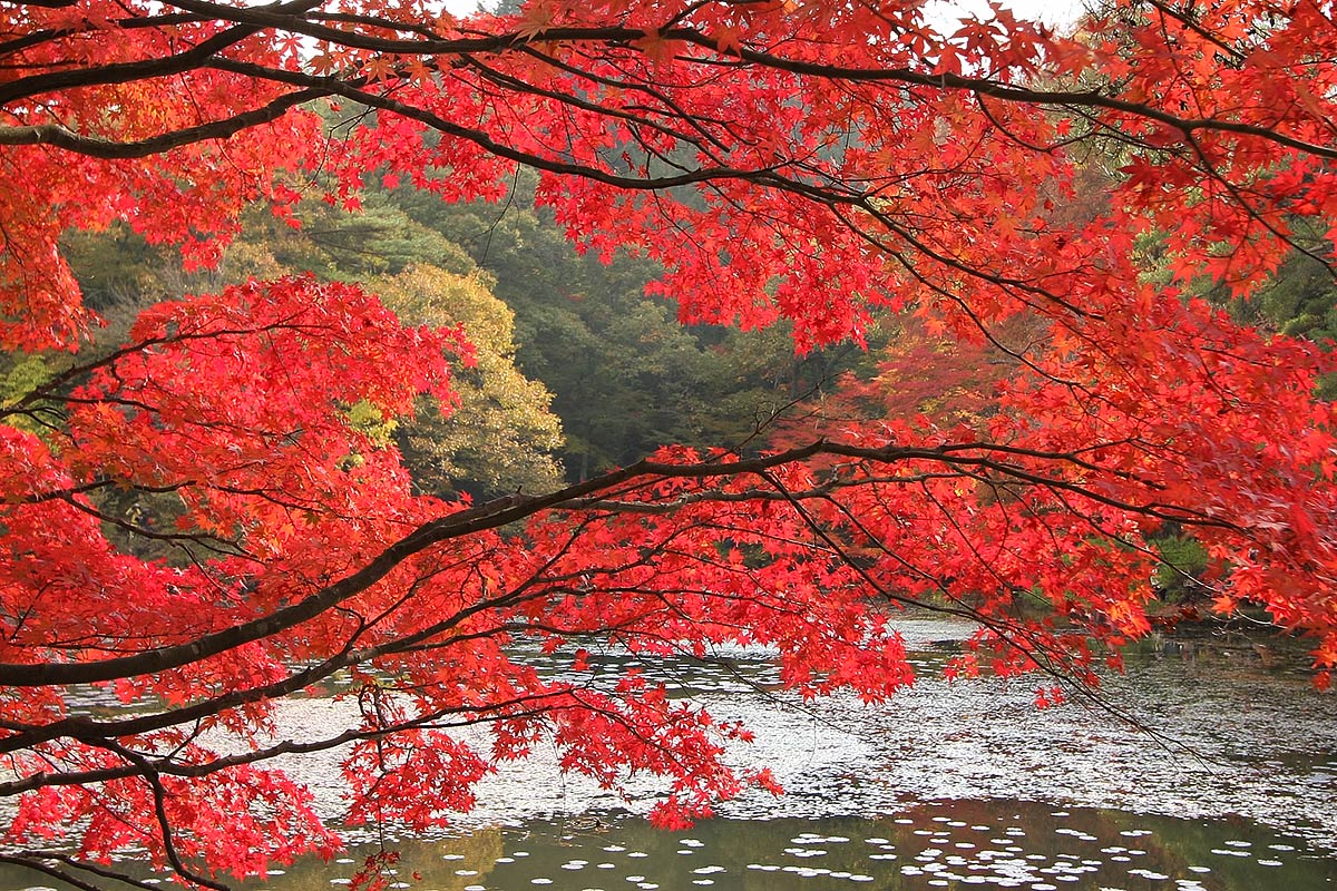 もみじ　（神戸市立森林植物園）_a0003166_032640.jpg