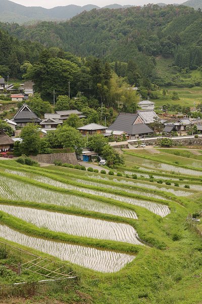 田_a0003166_0331327.jpg