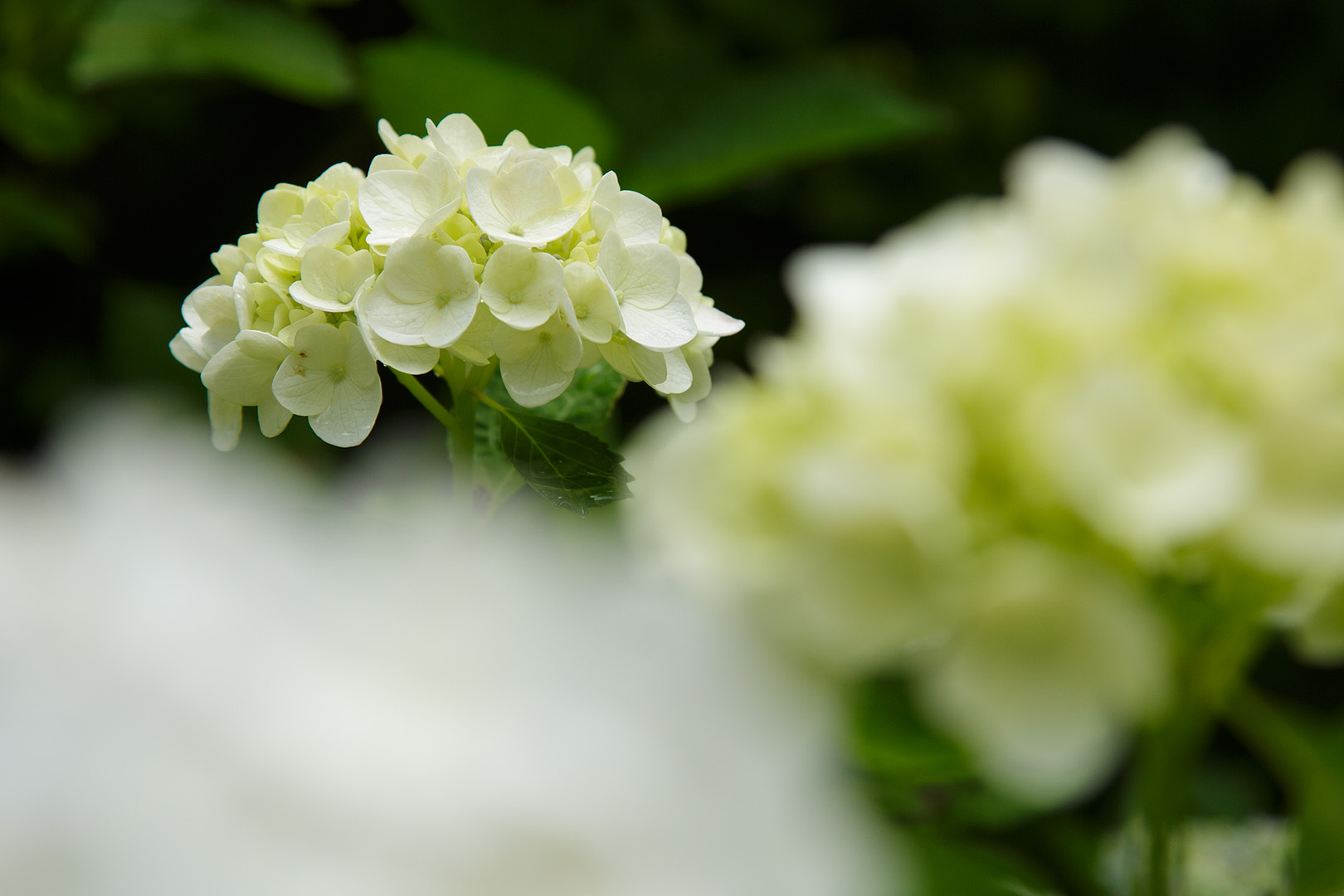 あじさい　（神戸市立森林植物園）_a0003166_033185.jpg