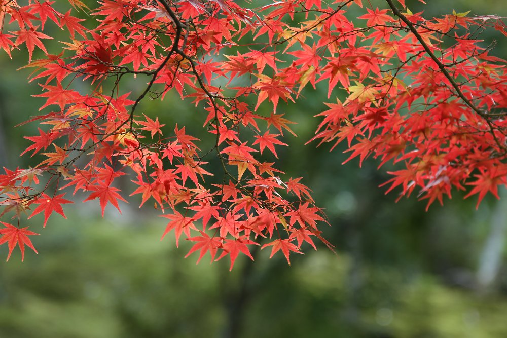 紅葉_a0003166_0333068.jpg