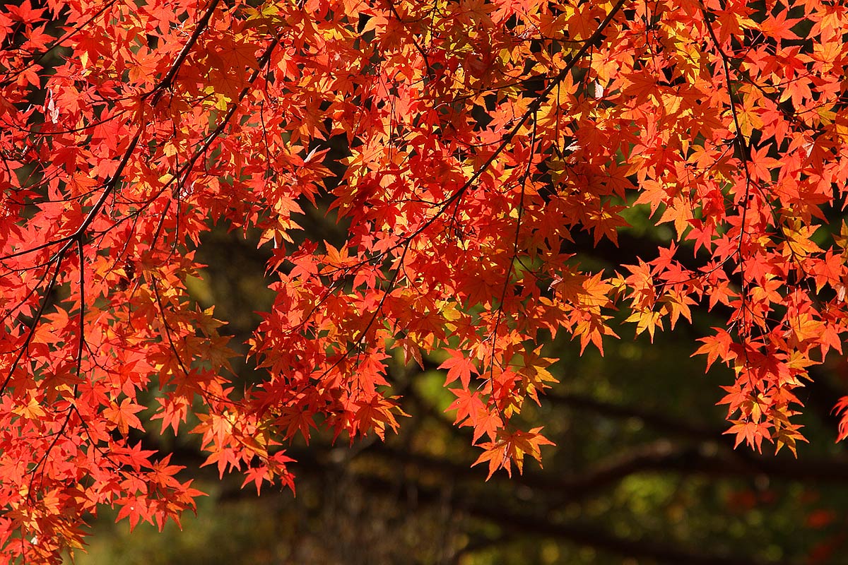 もみじ　（神戸市立森林植物園）_a0003166_0334295.jpg