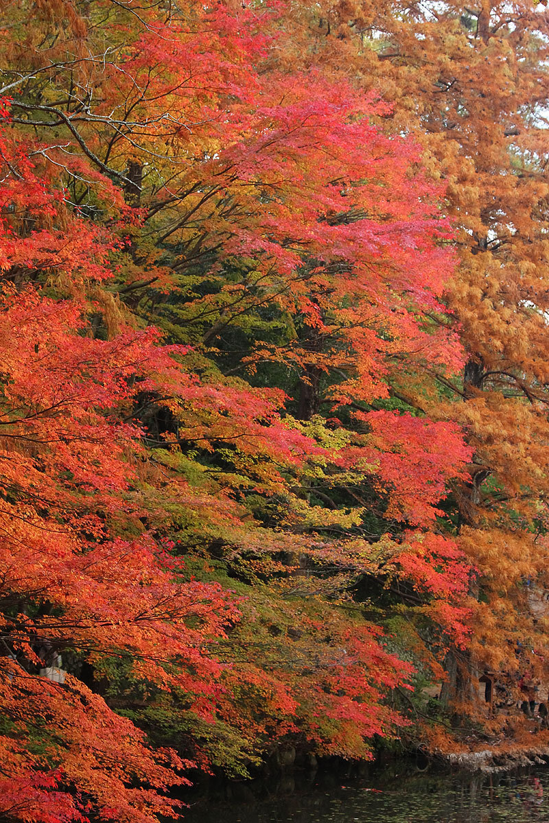 もみじ　（神戸市立森林植物園）_a0003166_0334851.jpg