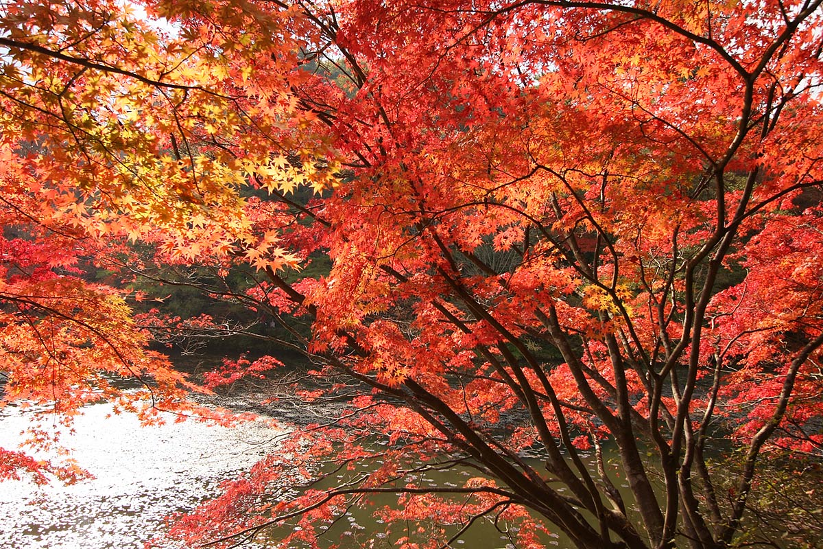 もみじ　（神戸市立森林植物園）_a0003166_0344687.jpg
