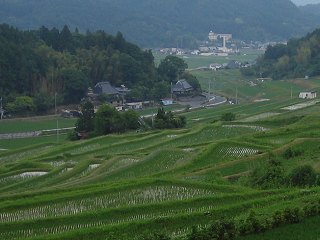 棚田_a0003166_0373442.jpg