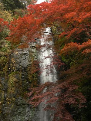 もみじ_a0003166_038191.jpg