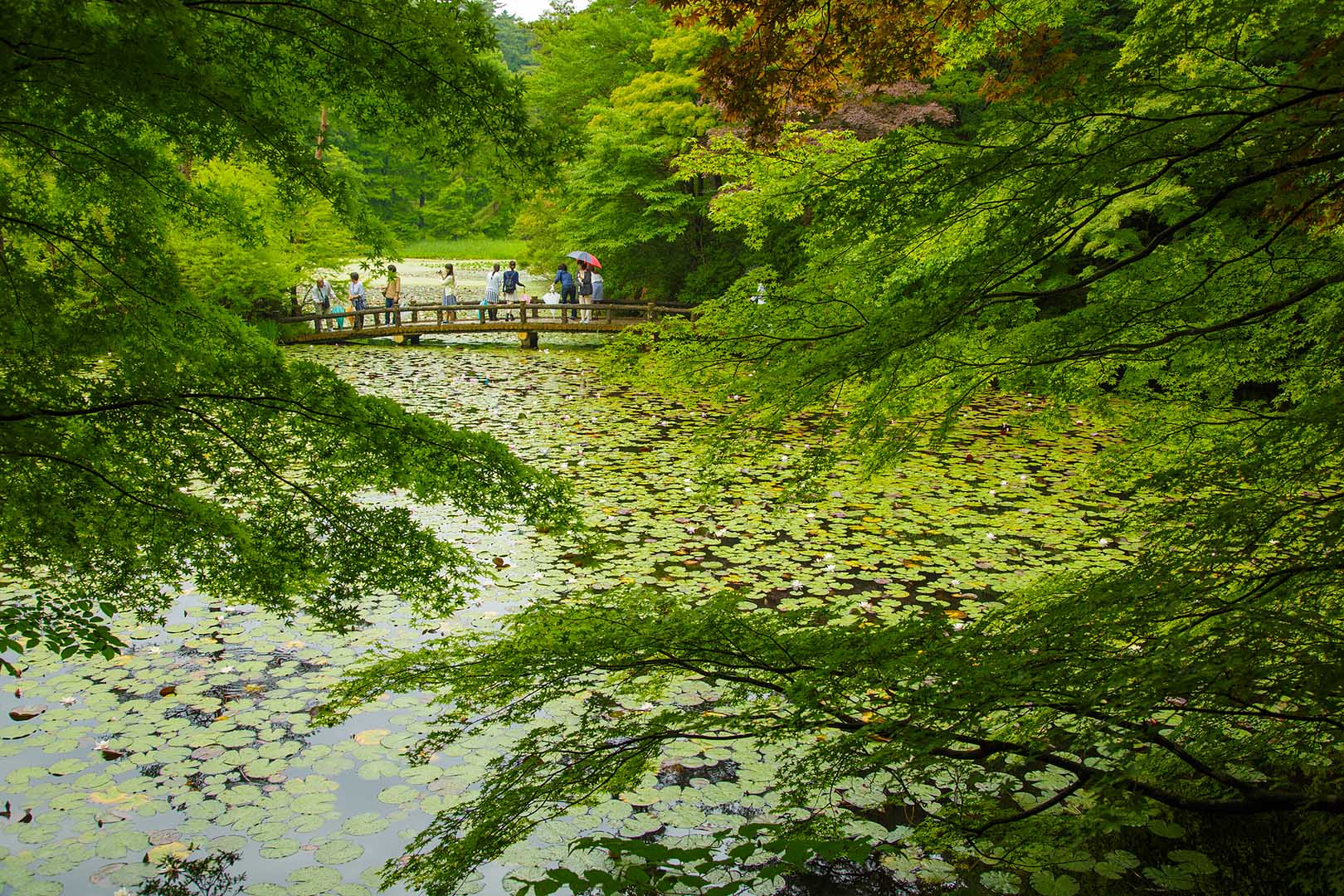 神戸市立森林植物園_a0003166_038992.jpg