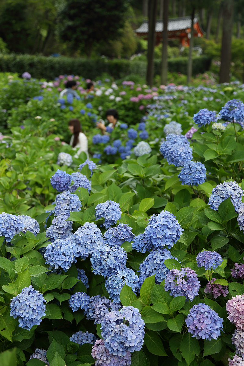 あじさい （三室戸寺）_a0003166_0395865.jpg