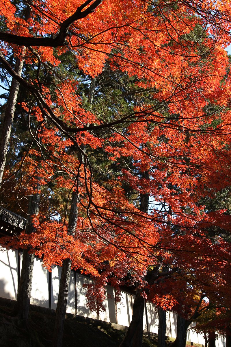 もみじ （東福寺）_a0003166_042837.jpg