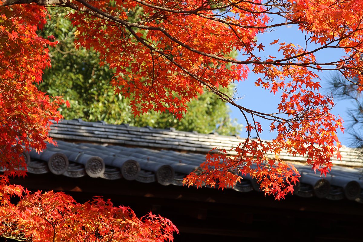 もみじ （東福寺）_a0003166_043161.jpg