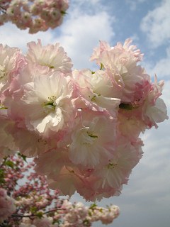 桜_a0003166_045860.jpg