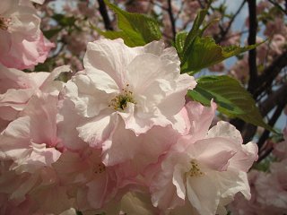 桜_a0003166_0503593.jpg