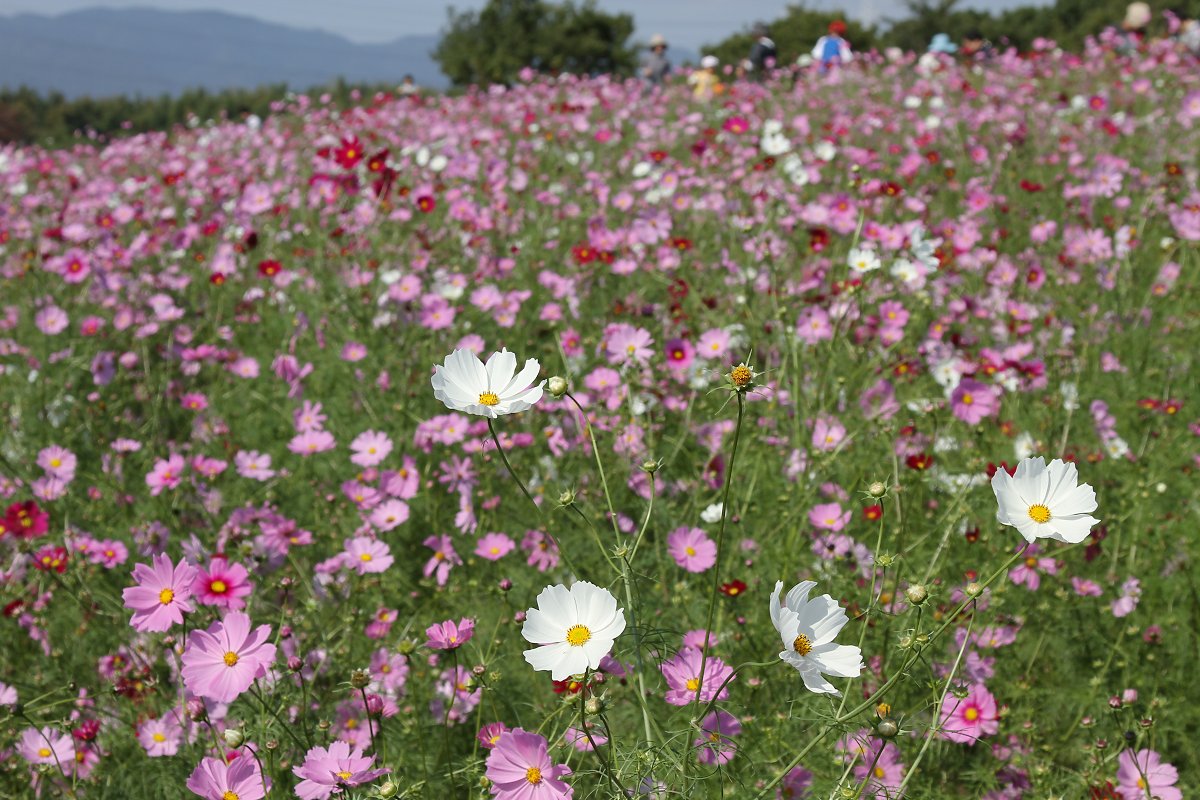 コスモス、ひまわり　（万博公園）_a0003166_0512561.jpg