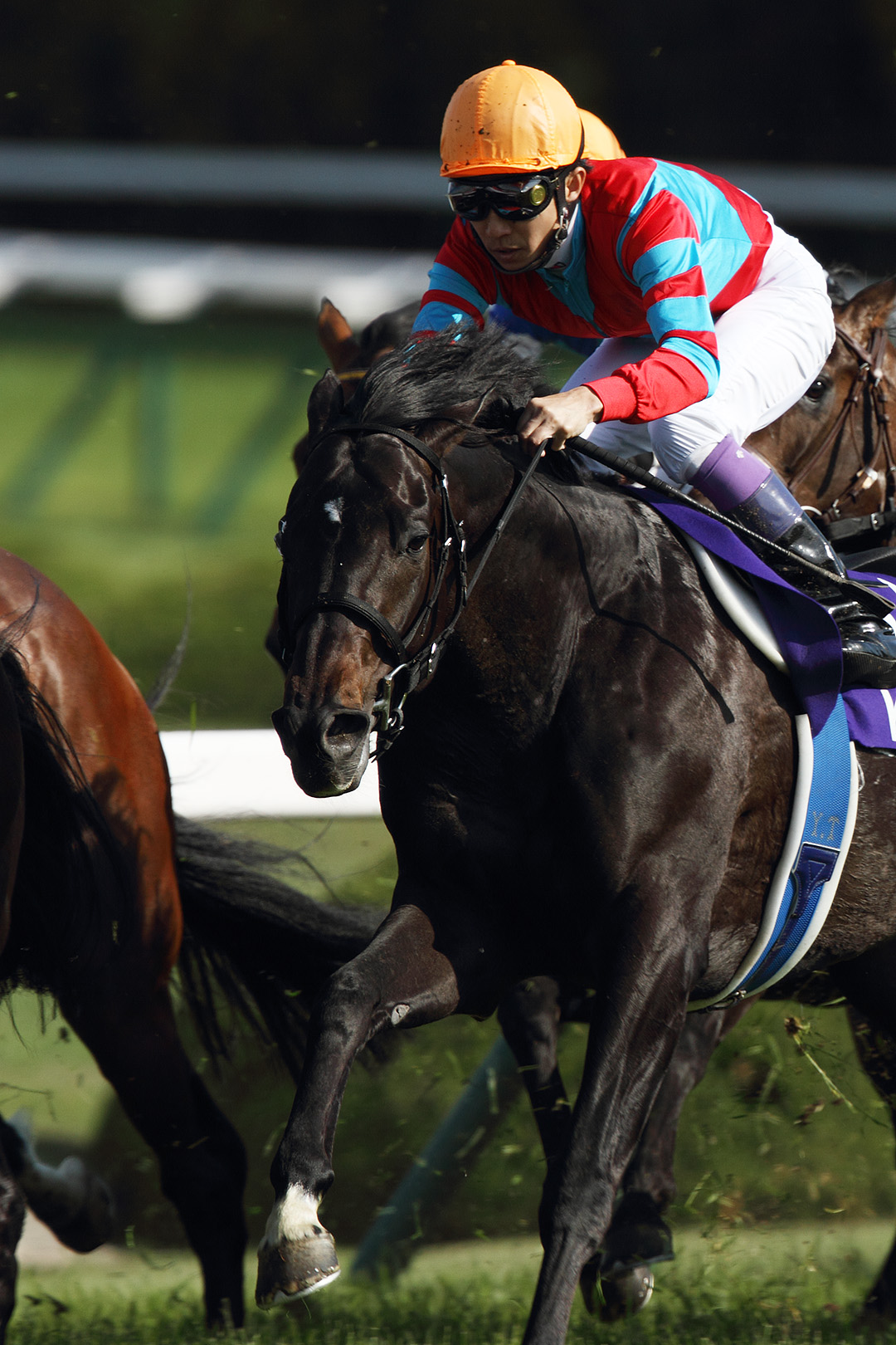 キズナ 武豊 （京都競馬場）_a0003166_0524581.jpg