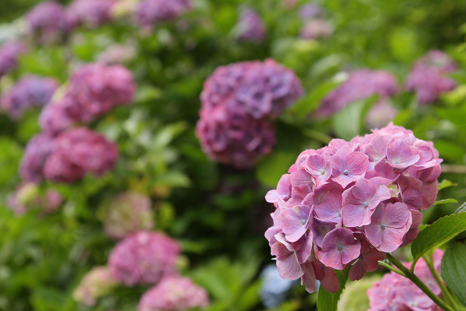 あじさい （神戸市立森林植物園）_a0003166_0551856.jpg