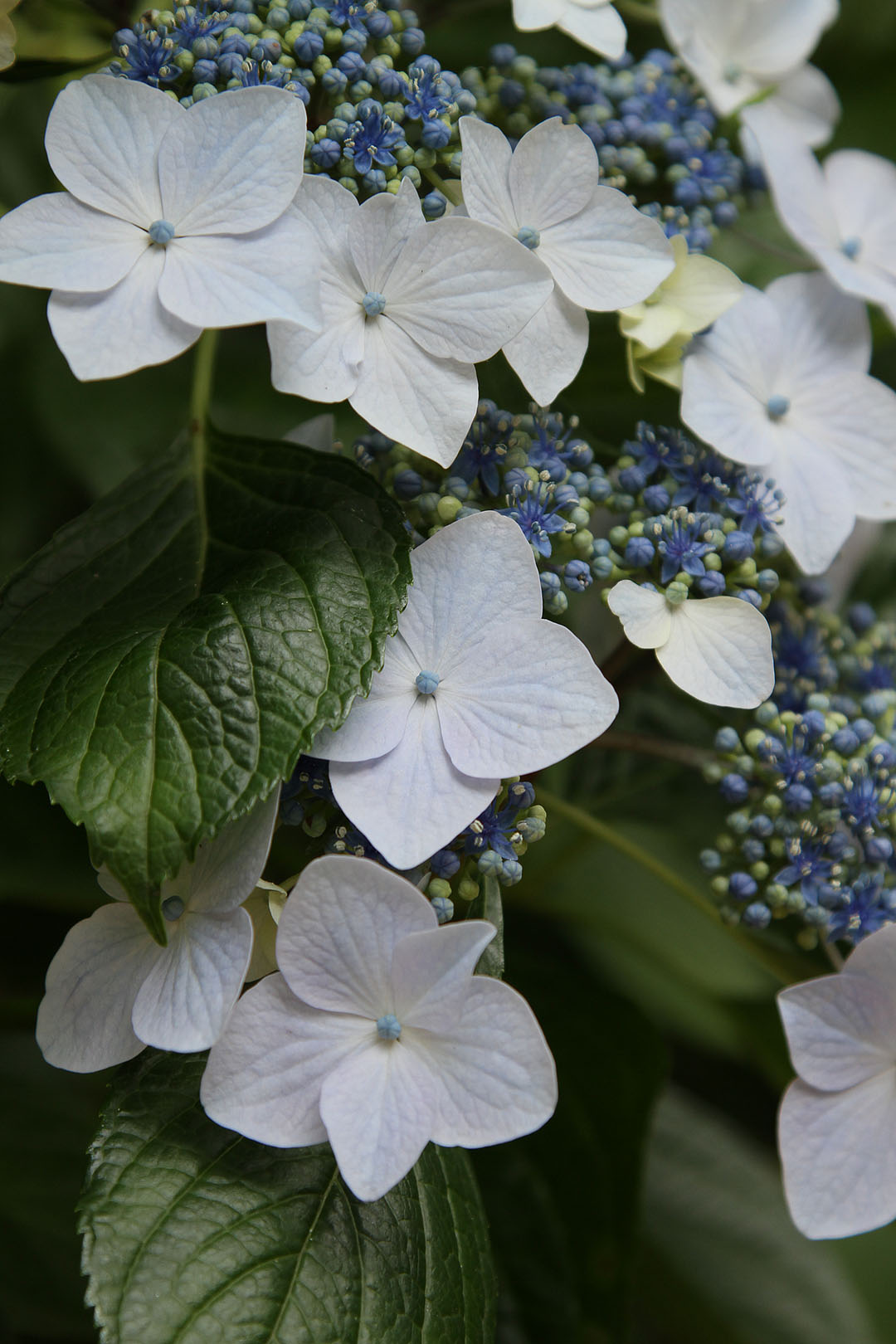 あじさい （神戸市立森林植物園）_a0003166_0552334.jpg