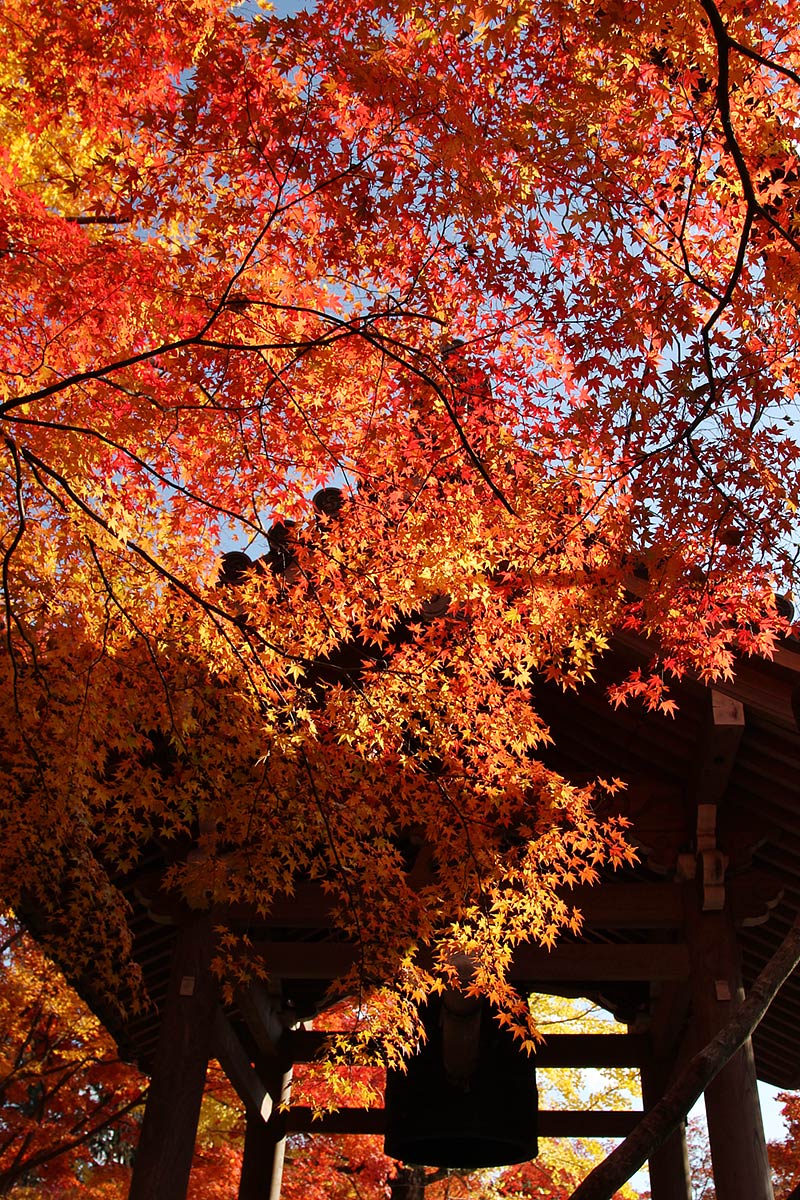 もみじ（常寂光寺）_a0003166_05936100.jpg