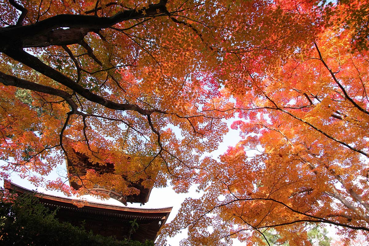 もみじ（常寂光寺）_a0003166_0593969.jpg