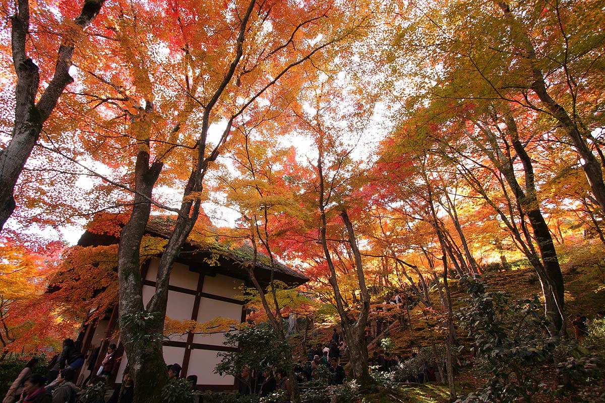 もみじ（常寂光寺）_a0003166_0594241.jpg