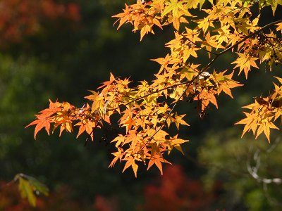寺、もみじ_a0003166_0595627.jpg