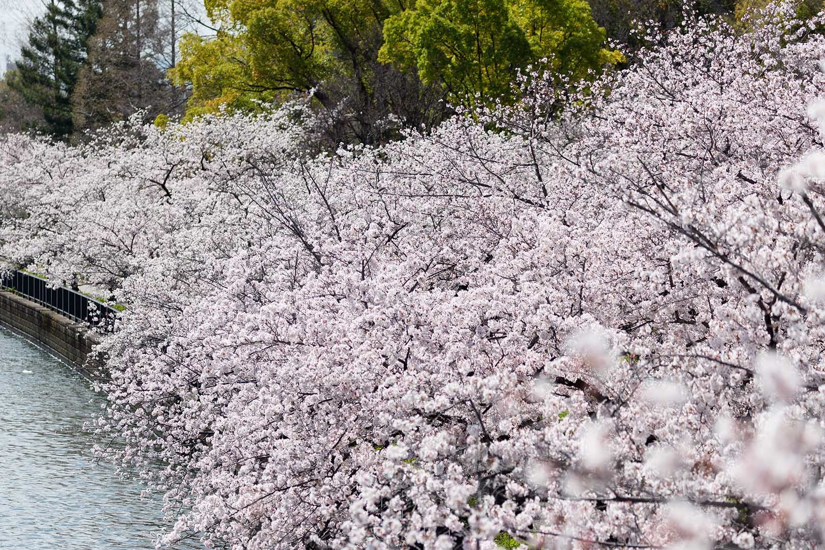 桜ノ宮_a0003166_07502047.jpg
