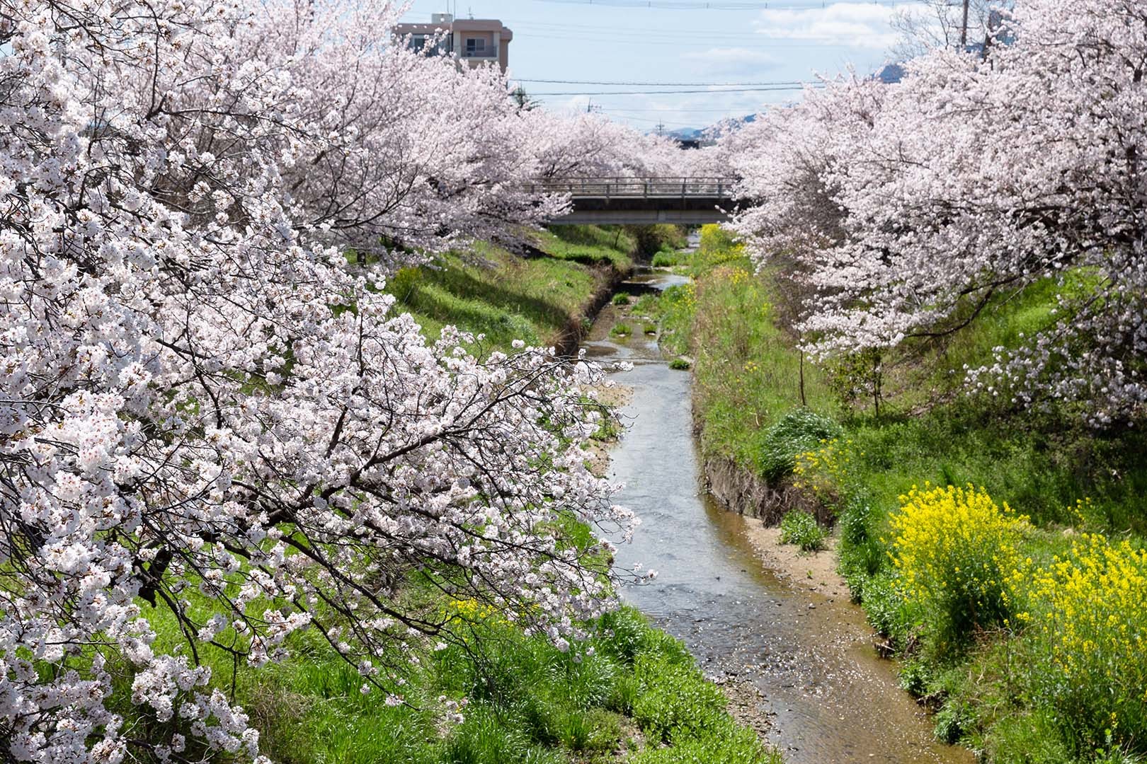 奈良 高田川 高田千本桜_a0003166_07535821.jpg