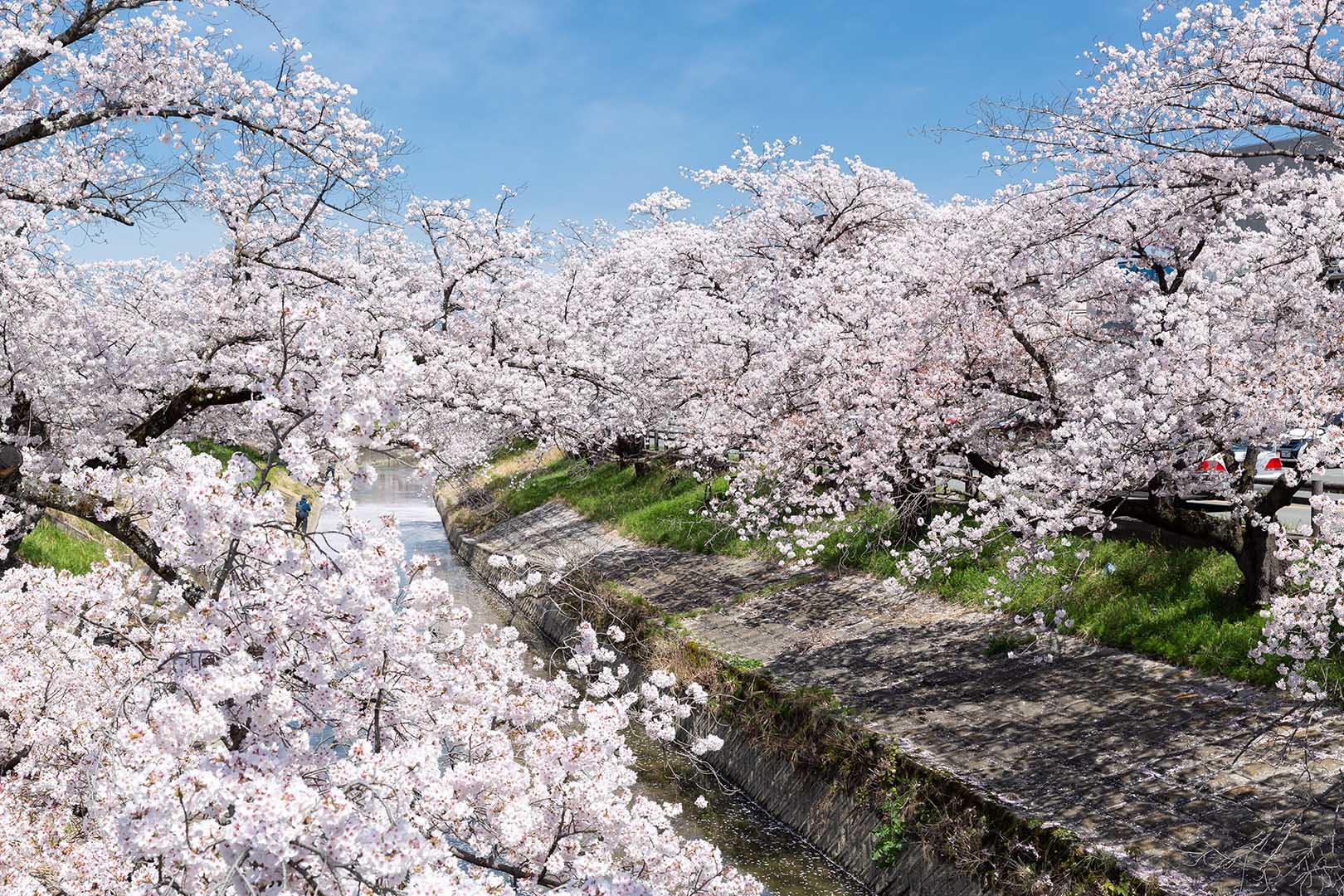 奈良 高田川 高田千本桜_a0003166_07535884.jpg