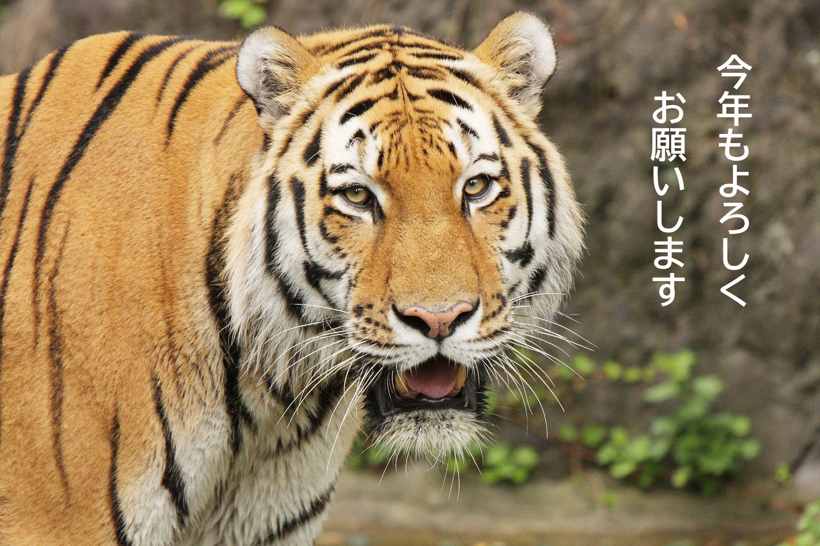 １２年前に天王寺動物園で撮影したトラ_a0003166_08115383.jpg