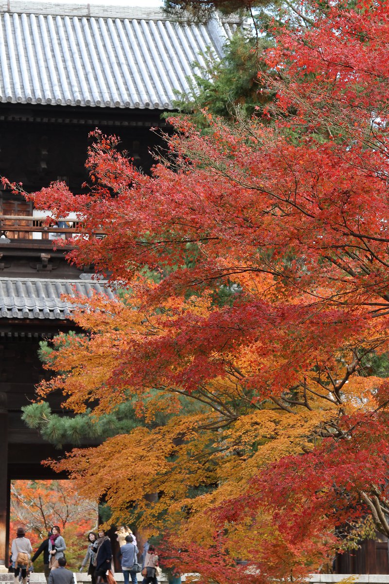 もみじ （南禅寺、永観堂の入口）_a0003166_083517.jpg