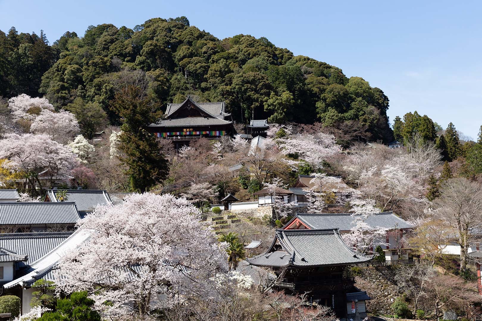 長谷寺 桜_a0003166_09032813.jpg