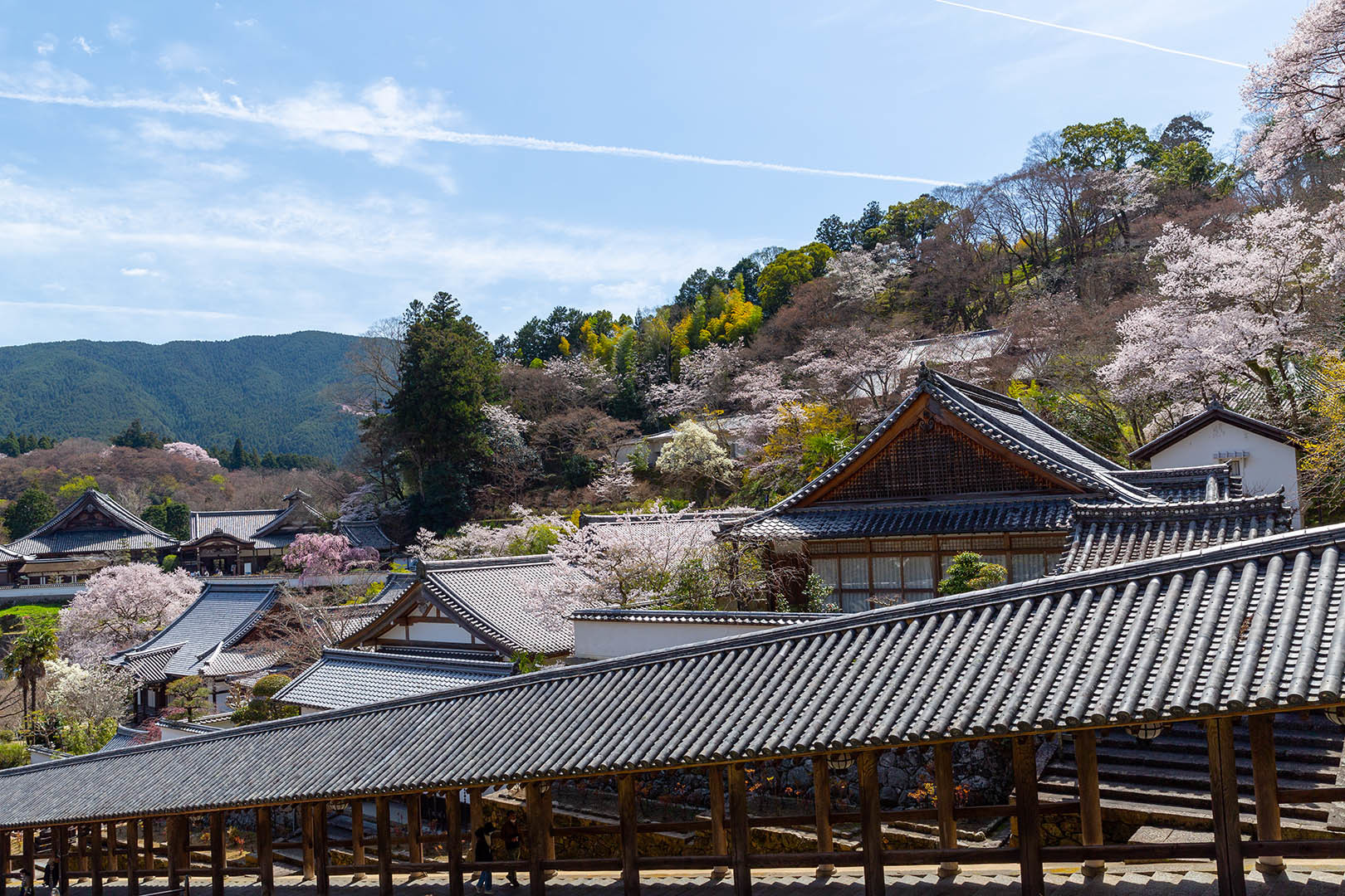 長谷寺 桜_a0003166_09033152.jpg