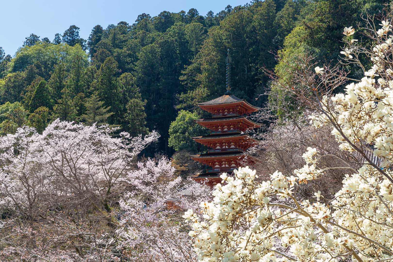 長谷寺 桜_a0003166_09035425.jpg