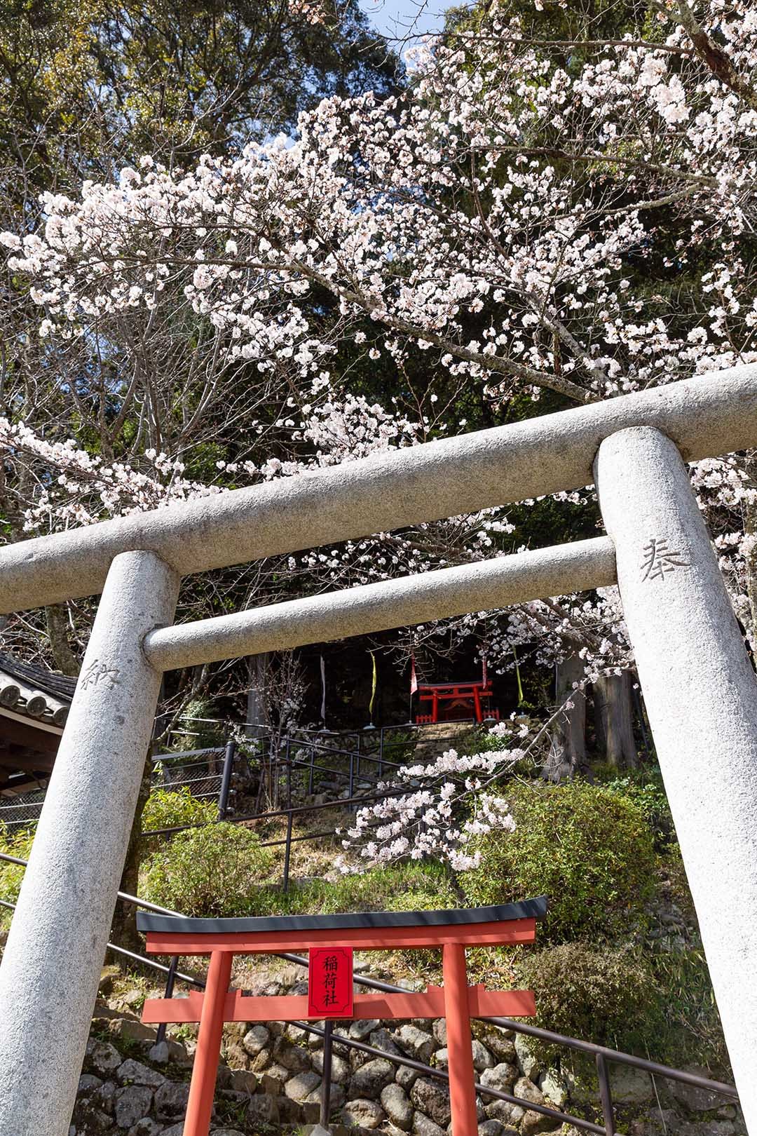 長谷寺 桜_a0003166_09035443.jpg