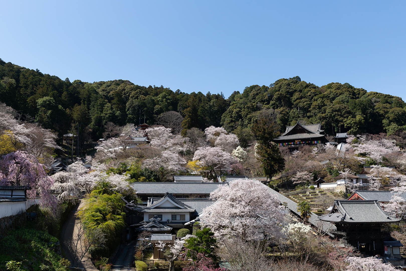 長谷寺 桜_a0003166_09035457.jpg