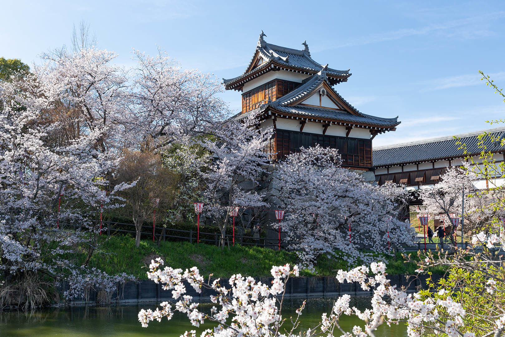 奈良 郡山城 桜_a0003166_09050012.jpg
