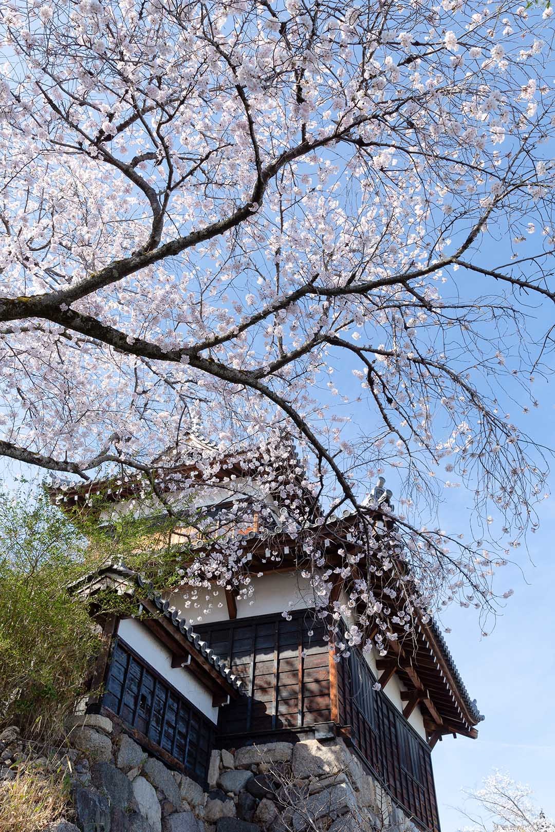 奈良 郡山城 桜_a0003166_09050044.jpg